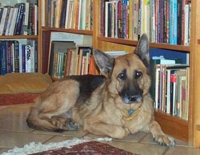 Almira lived in my study. She loved books - to chew. She used to follow me everywhere I went.