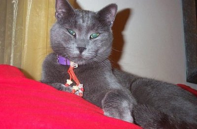 Bluestar: "Why do I have to pose with all this junk on my neck?"