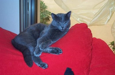 Bluestar: "Every part of my body, every whisker, every hair is made of pure love. I love chicken soup, I love Pumking, I love..."