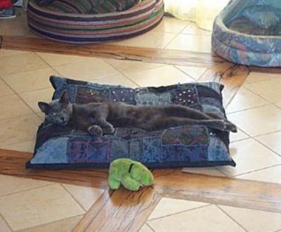 Bluestar: "A nice fluffy pillow is cat's best friend."