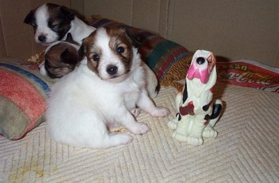 Three of the four Papillon babies before they learned to do mischief.