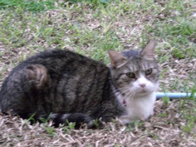 Pauli: "I love to sit on mom's desk while she is working; I love to edit her writing by walking over the keyboard, and I love to sit outside on cool sunny days. But I hate Jinni."