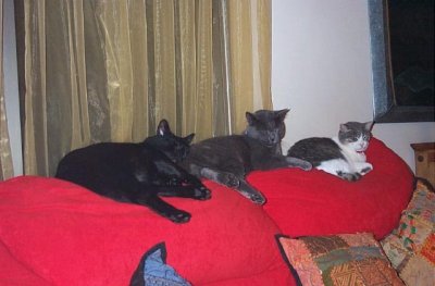 Pumking: "Your tush is the best pillow."
Bluestar: "My dear Pumking touches me..."
Heisenberg: "Quiet! Let me sleep."