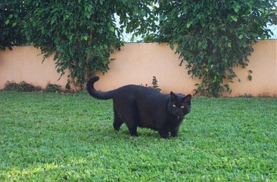 Pumking: "It is my duty to roam my Kingdom and ascertain that my territory is free of intruders."