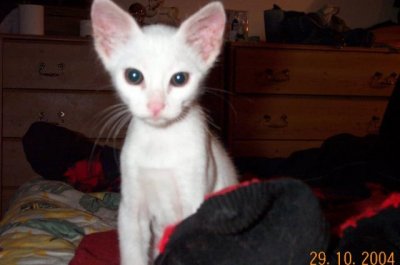 Sarastro: "Now I am a big kitty and I am alive, but I remember when I died. I was about three weeks old, only skin and bones, full of fleas. My brother died of starvation. I wanted to die too. Then a hand lifted me up, and then, SHE tried to feed me from a bottle. But I had not energy or will to live left. I saw the tunnel and was approaching the light, when felt a tear burning my little emaciated body. I heard the fervent prayer for my life, and I felt HER, I saw HER in the tunnel with me. SHE tore a piece of herself and put it in me. I opened my eyes and drink the milk SHE gave me. I am grateful to her, but my great love is the MASTER."