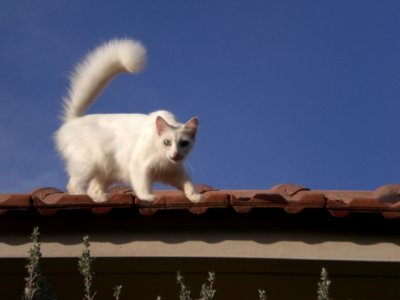 Sarastro: "And if I don't come down, are you coming to get me?"