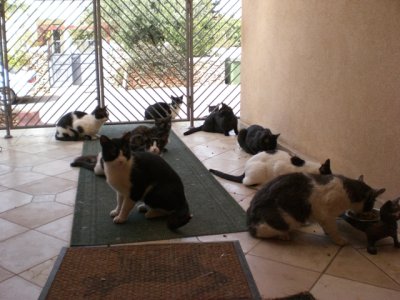 There are eleven cats now. This is the first shift.